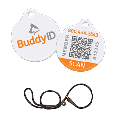 Collar Tags & Leads